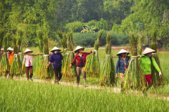 thu-hoat-coi-dan